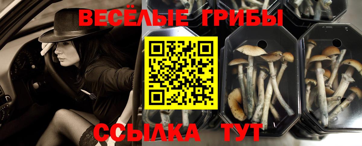 Псилоцибиновые грибы мицелий Тверь